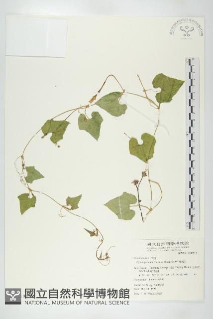 裸瓣瓜藏品圖，第1張