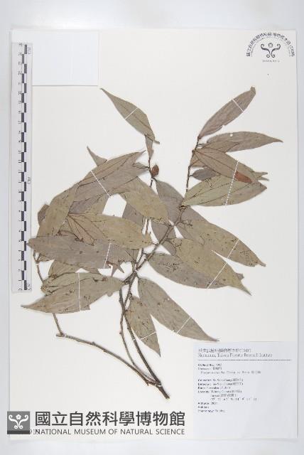 軟毛柿藏品圖，第1張