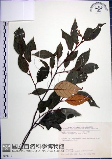 紅皮、葉下白、赤仔尾藏品圖，第1張