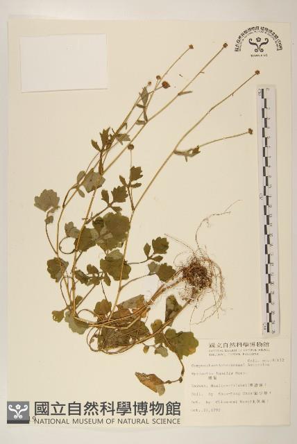 Accession Number:S008919 Collection Image, Figure 1, Total 2 Figures