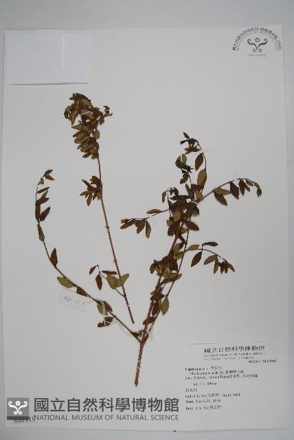 臺灣糯米條藏品圖，第1張