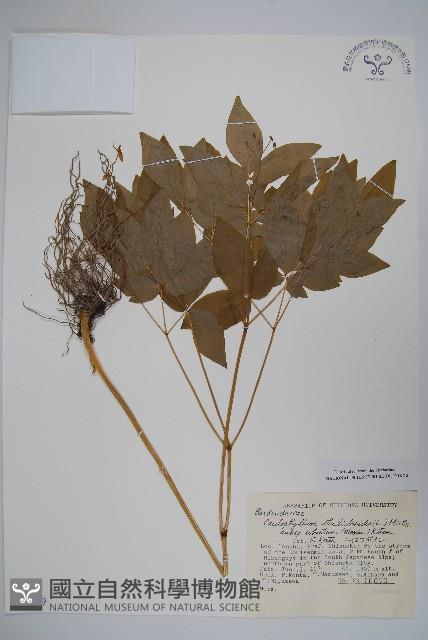 登錄號:S048919藏品圖，第1張