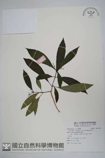 蘿芙木藏品圖，第1張