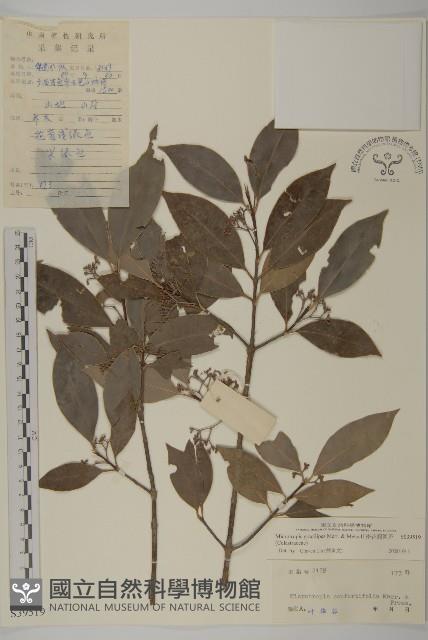 密花假衛矛藏品圖，第1張