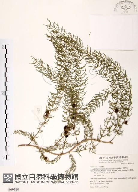 天門冬藏品圖，第1張