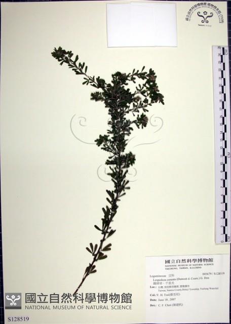 鐵掃帚、千里光藏品圖，第1張