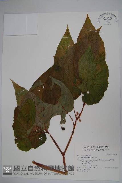 圓果秋海棠藏品圖，第1張