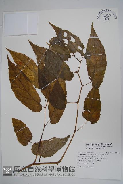 酸葉秋海棠藏品圖，第1張