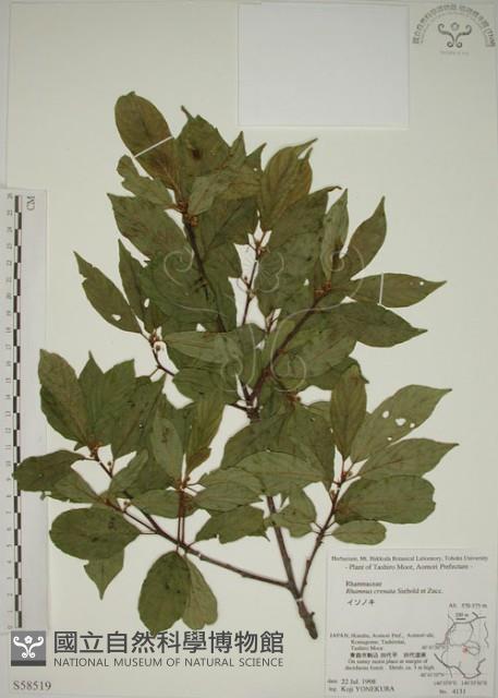 鈍齒鼠李藏品圖，第1張