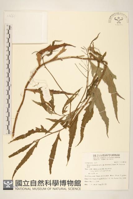 黃菀藏品圖，第1張