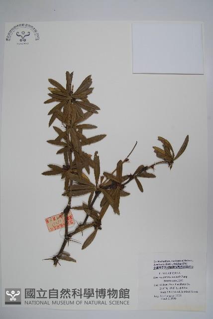 刺黃柏藏品圖，第1張