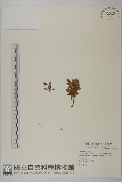臺灣假黃鵪菜藏品圖，第1張