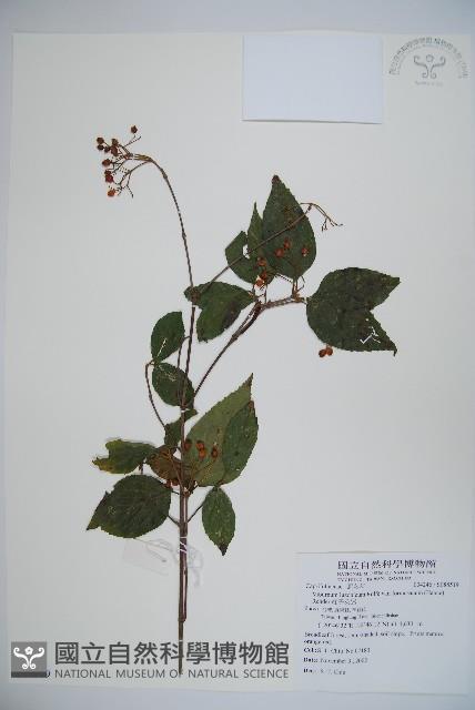 紅子莢迷藏品圖，第1張