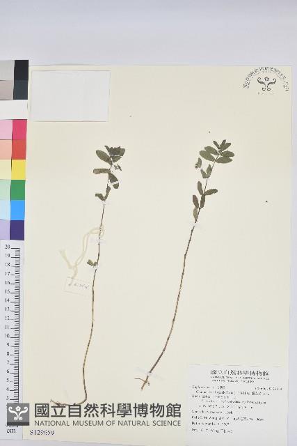 假紫斑大戟藏品圖，第1張