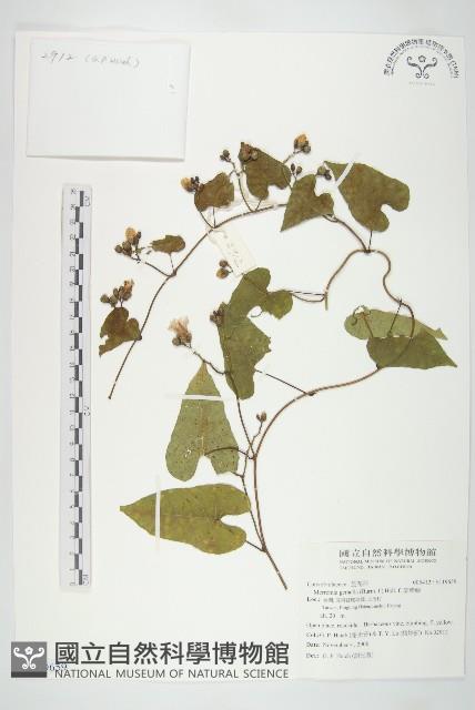 菜欒藤藏品圖，第1張