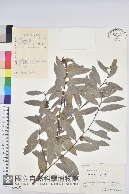 湖北算盤子藏品圖，第1張