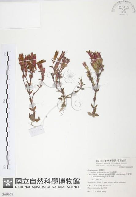 玉山龍膽藏品圖，第1張