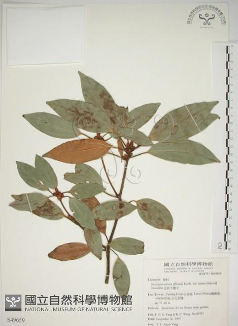 金新木薑子藏品圖，第1張