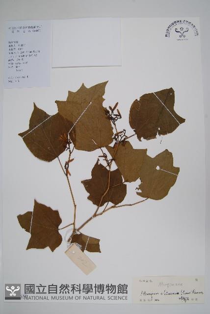 八角楓藏品圖，第1張