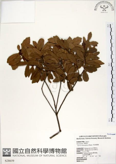 青楊梅藏品圖，第1張