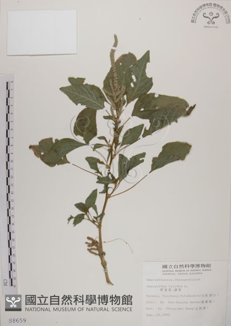 野莧菜藏品圖，第1張