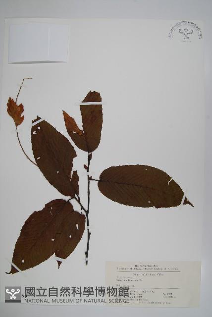 川黔千金榆藏品圖，第1張