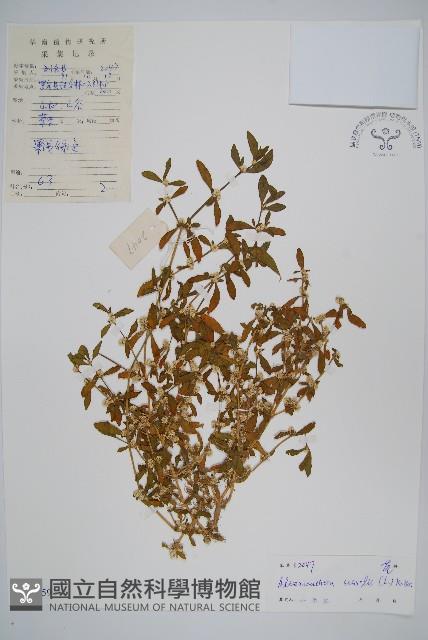 蓮子草藏品圖，第1張