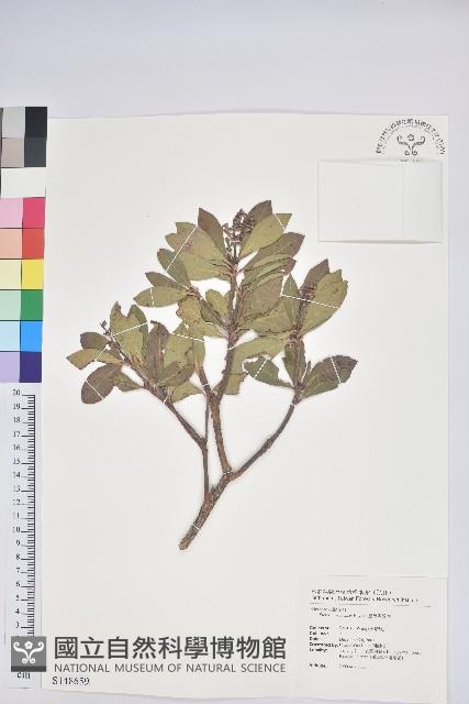 臺灣馬醉木藏品圖，第1張