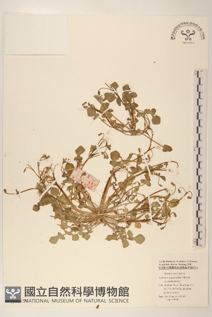稻槎菜藏品圖，第1張