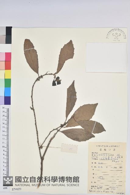 銀柴藏品圖，第1張