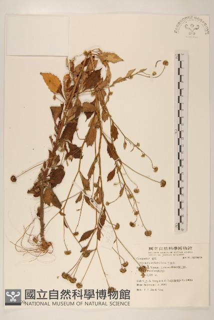 千星菊藏品圖，第1張