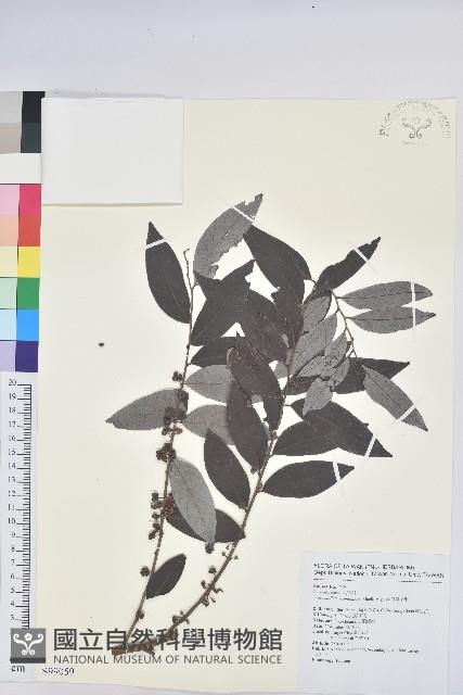 裡白饅頭果藏品圖，第1張