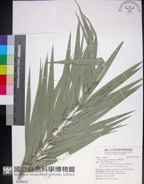 台灣海棗藏品圖，第1張