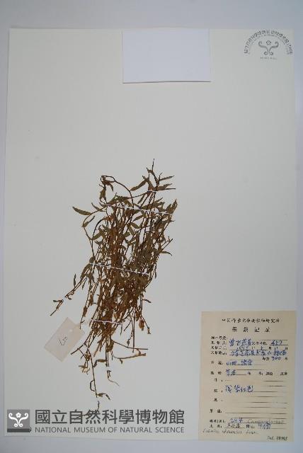 半邊蓮、鐮磨仔草藏品圖，第1張