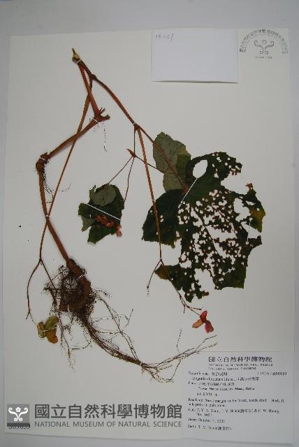 溪頭秋海棠藏品圖，第1張