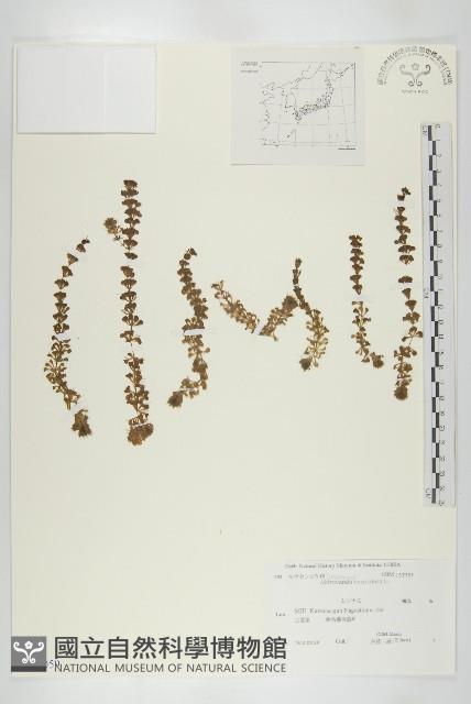 登錄號:S108059藏品圖，第1張