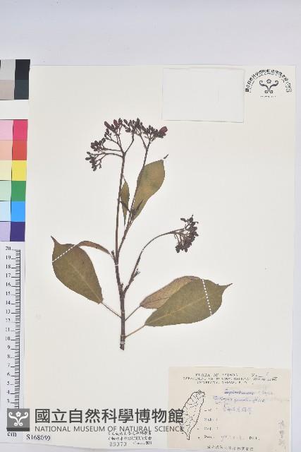 琴葉櫻藏品圖，第1張