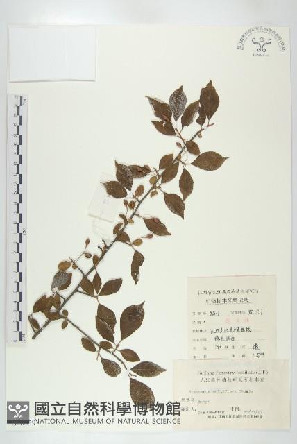 木半夏藏品圖，第1張