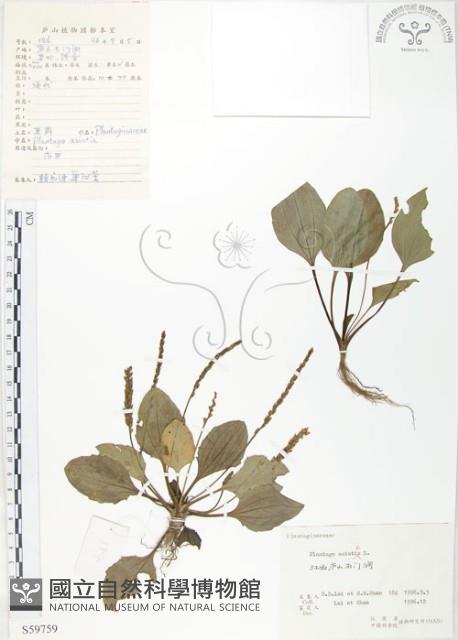 車前草藏品圖，第1張