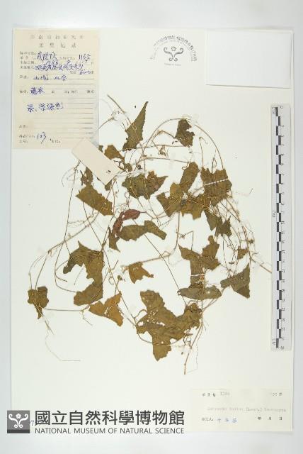 馬交兒藏品圖，第1張