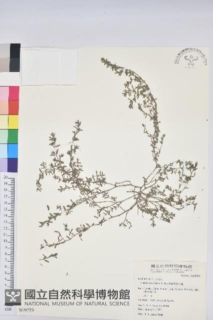 斑地錦藏品圖，第1張