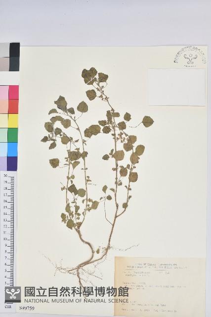 印度鐵莧藏品圖，第1張