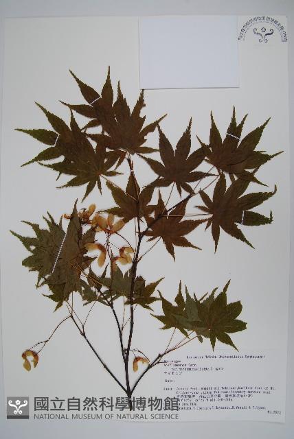 登錄號:S058759藏品圖，第1張