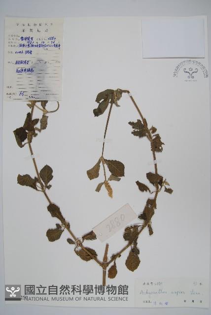 土牛膝藏品圖，第1張