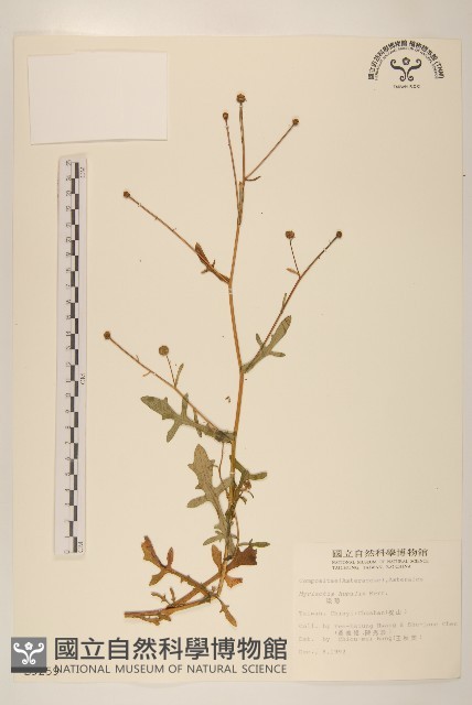 矮菊藏品圖，第1張