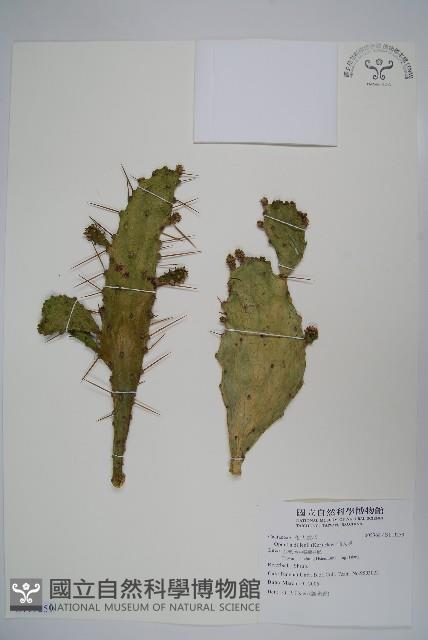 仙人掌藏品圖，第1張