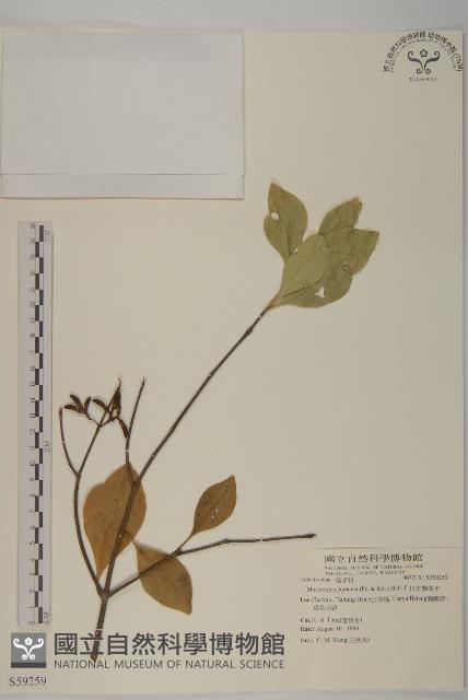 日本賽衛矛、日本假衛矛藏品圖，第1張