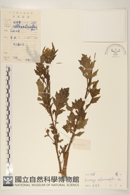 飛機草藏品圖，第1張