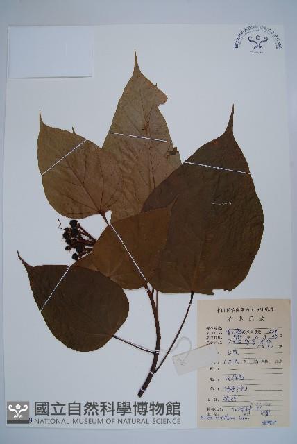 臙脂樹藏品圖，第1張