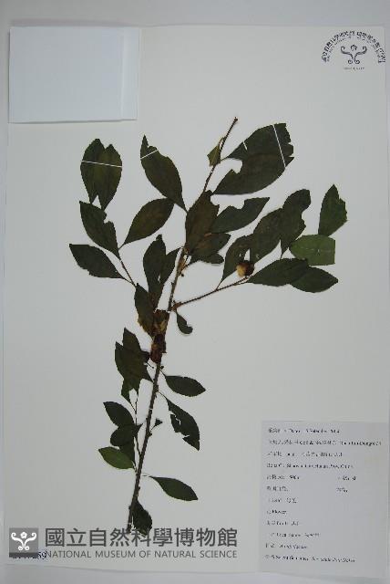 鼠李冬青、滿樹星藏品圖，第1張